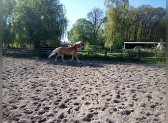 Pony tedesco, Castrone, 3 Anni