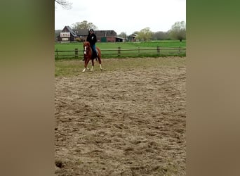 Pony tedesco, Castrone, 3 Anni