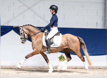 Pony tedesco, Castrone, 3 Anni, Palomino