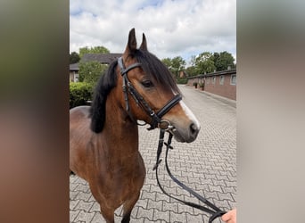 Pony tedesco, Castrone, 4 Anni, 135 cm, Baio