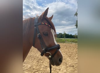 Pony tedesco, Castrone, 4 Anni, 136 cm, Sauro