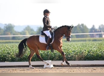 Pony tedesco, Castrone, 4 Anni, 139 cm, Baio
