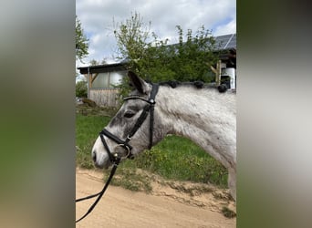 Pony tedesco, Castrone, 4 Anni, 139 cm, Può diventare grigio