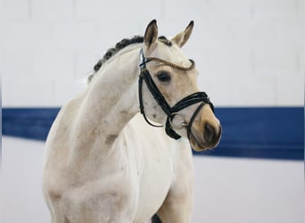 Pony tedesco, Castrone, 4 Anni, 140 cm, Falbo