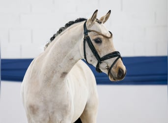 Pony tedesco, Castrone, 4 Anni, 140 cm, Falbo