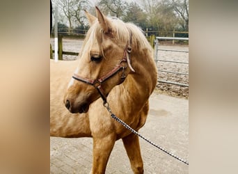 Pony tedesco, Castrone, 4 Anni, 140 cm, Palomino