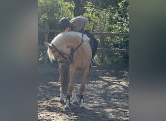 Pony tedesco, Castrone, 4 Anni, 140 cm, Palomino