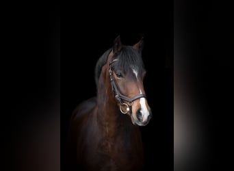 Pony tedesco, Castrone, 4 Anni, 142 cm, Baio scuro