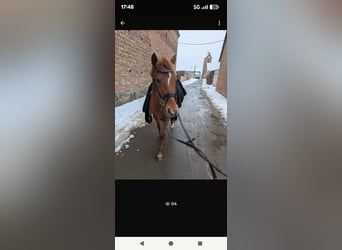 Pony tedesco, Castrone, 4 Anni, 142 cm, Sauro