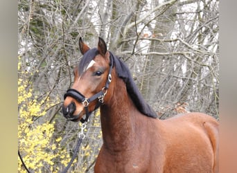 Pony tedesco, Castrone, 4 Anni, 143 cm, Baio