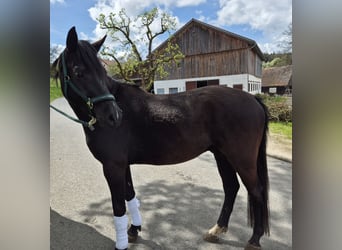 Pony tedesco, Castrone, 4 Anni, 143 cm, Morello