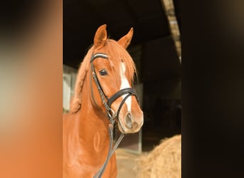 Pony tedesco, Castrone, 4 Anni, 143 cm, Sauro