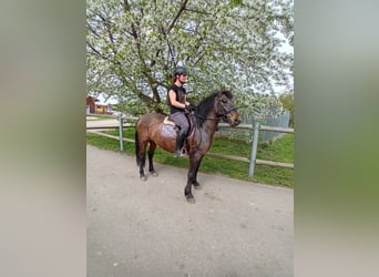 Pony tedesco, Castrone, 4 Anni, 144 cm, Baio scuro