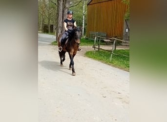 Pony tedesco, Castrone, 4 Anni, 144 cm, Baio scuro