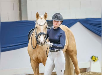 Pony tedesco, Castrone, 4 Anni, 144 cm, Palomino