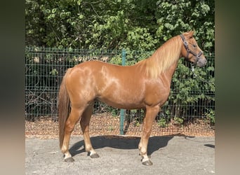 Pony tedesco, Castrone, 4 Anni, 144 cm, Sauro