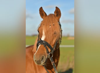 Pony tedesco, Castrone, 4 Anni, 144 cm, Sauro