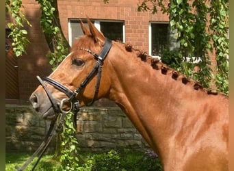 Pony tedesco, Castrone, 4 Anni, 144 cm, Sauro