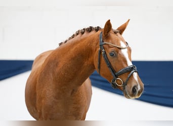 Pony tedesco, Castrone, 4 Anni, 144 cm, Sauro scuro