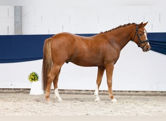 Pony tedesco, Castrone, 4 Anni, 144 cm, Sauro scuro