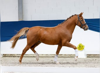 Pony tedesco, Castrone, 4 Anni, 144 cm, Sauro scuro