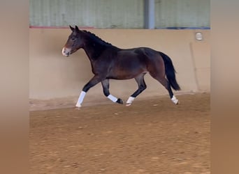 Pony tedesco, Castrone, 4 Anni, 145 cm, Baio