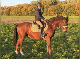 Pony tedesco Mix, Castrone, 4 Anni, 145 cm, Baio