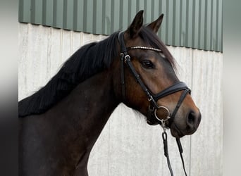 Pony tedesco, Castrone, 4 Anni, 145 cm, Baio scuro