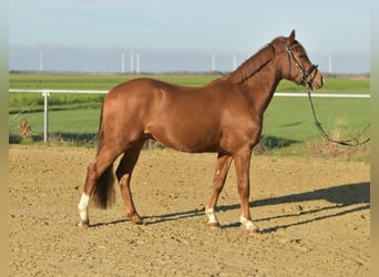Pony tedesco, Castrone, 4 Anni, 145 cm