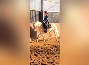 Pony tedesco, Castrone, 4 Anni, 145 cm, Cremello