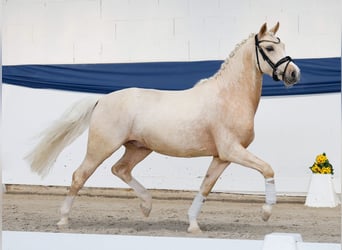 Pony tedesco, Castrone, 4 Anni, 145 cm, Palomino