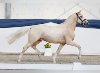 Pony tedesco, Castrone, 4 Anni, 145 cm, Palomino
