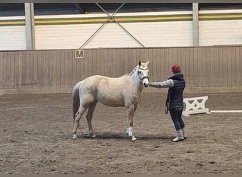 Pony tedesco, Castrone, 4 Anni, 145 cm, Palomino