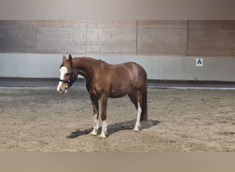 Pony tedesco, Castrone, 4 Anni, 145 cm, Sauro