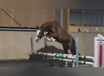 Pony tedesco, Castrone, 4 Anni, 145 cm, Sauro