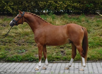 Pony tedesco, Castrone, 4 Anni, 145 cm, Sauro