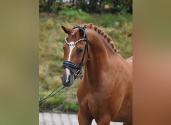 Pony tedesco, Castrone, 4 Anni, 145 cm, Sauro