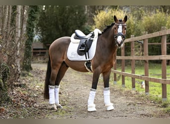 Pony tedesco, Castrone, 4 Anni, 146 cm, Baio