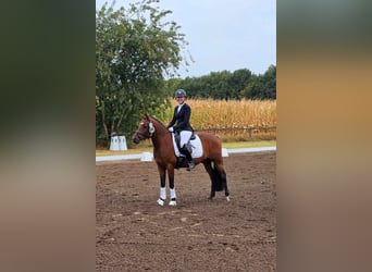 Pony tedesco, Castrone, 4 Anni, 146 cm, Baio