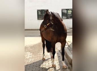 Pony tedesco, Castrone, 4 Anni, 146 cm, Baio