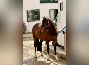 Pony tedesco, Castrone, 4 Anni, 146 cm, Baio