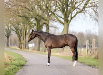 Pony tedesco, Castrone, 4 Anni, 146 cm, Baio scuro