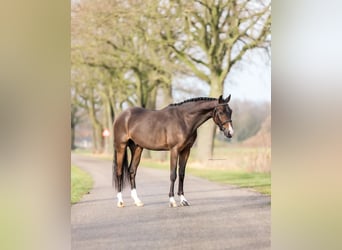 Pony tedesco, Castrone, 4 Anni, 146 cm, Baio scuro