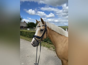 Pony tedesco, Castrone, 4 Anni, 146 cm, Falbo
