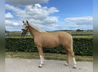 Pony tedesco, Castrone, 4 Anni, 146 cm, Falbo