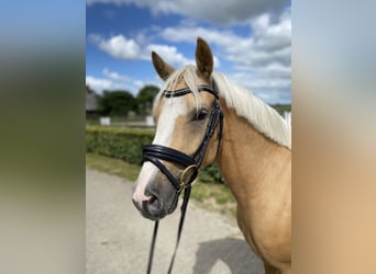 Pony tedesco, Castrone, 4 Anni, 146 cm, Falbo