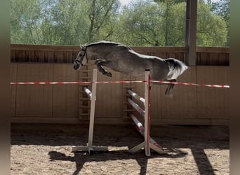 Pony tedesco, Castrone, 4 Anni, 146 cm, Grigio