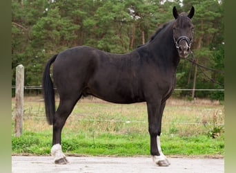 Pony tedesco, Castrone, 4 Anni, 146 cm, Morello