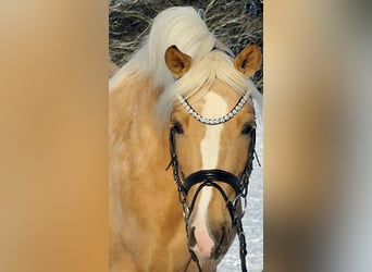 Pony tedesco, Castrone, 4 Anni, 146 cm, Palomino
