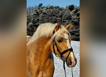 Pony tedesco, Castrone, 4 Anni, 146 cm, Palomino